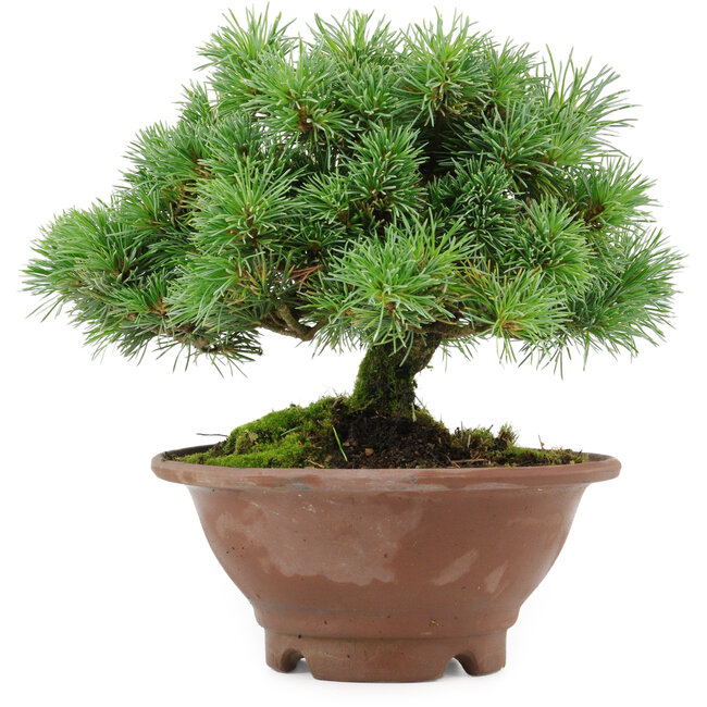 Pinus pentafila, 17,5 cm, ± 25 jaar oud