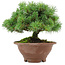 Pinus pentafila, 17,5 cm, ± 25 years old