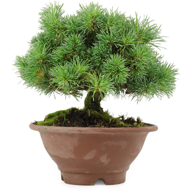 Pinus pentafila, 17,5 cm, ± 25 years old