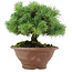 Pinus pentafila, 17,5 cm, ± 25 años de edad