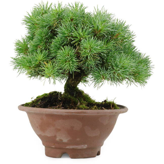 Pinus pentafila, 17,5 cm, ± 25 anni