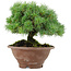 Pinus pentafila, 17,5 cm, ± 25 años de edad