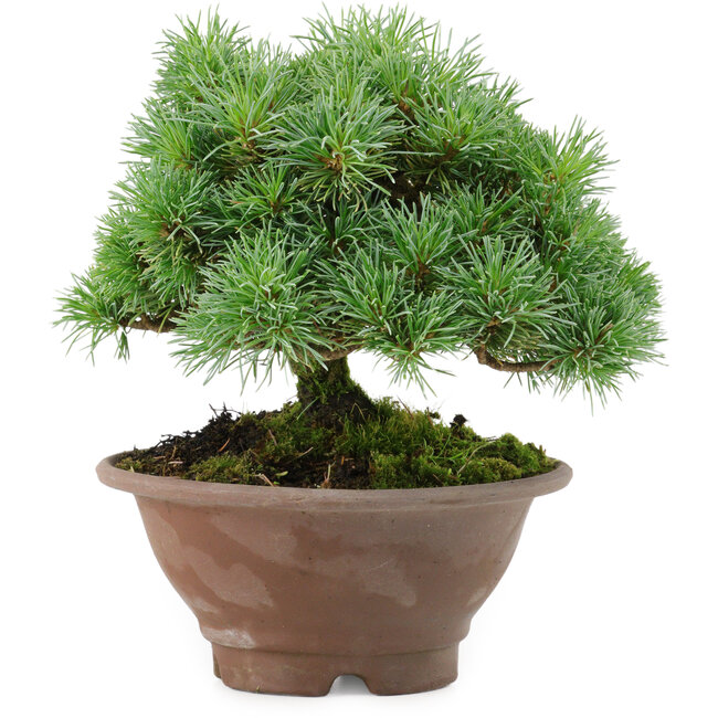Pinus pentafila, 17,5 cm, ± 25 anni