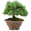 Pinus pentafila, 17,5 cm, ± 25 anni