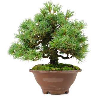 Pinus pentafila, 21,5 cm, ± 25 años de edad