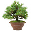 Pinus pentafila, 21,5 cm, ± 25 anni