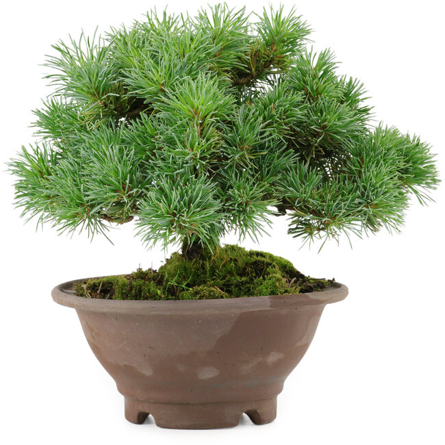 Pinus pentafila, 17,5 cm, ± 25 jaar oud