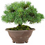 Pinus pentafila, 17,5 cm, ± 25 jaar oud