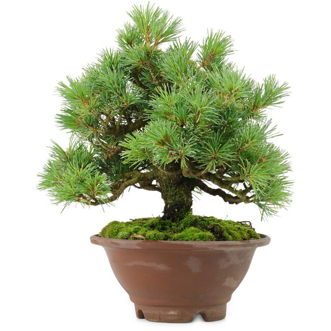 Pinus pentafila, 21,5 cm, ± 25 jaar oud