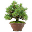 Pinus pentafila, 21,5 cm, ± 25 jaar oud