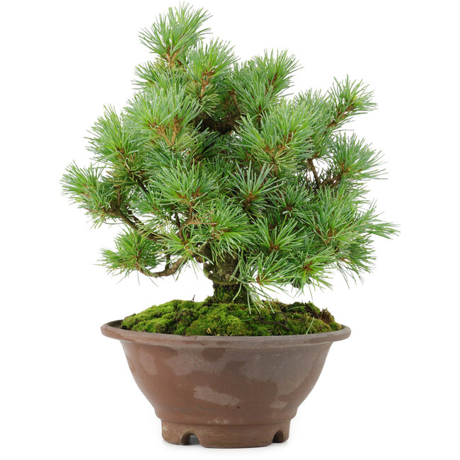 Pinus pentafila, 21,5 cm, ± 25 ans