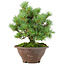 Pinus pentafila, 21,5 cm, ± 25 años de edad