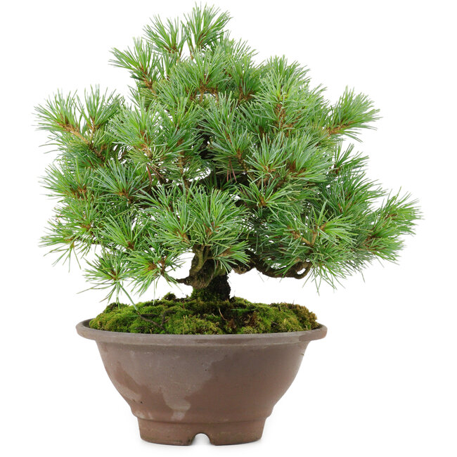 Pinus pentafila, 21,5 cm, ± 25 anni