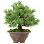 Pinus pentafila, 21,5 cm, ± 25 años de edad