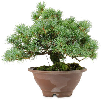 Pinus pentafila, 21,5 cm, ± 25 anni