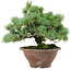 Pinus pentafila, 21,5 cm, ± 25 ans