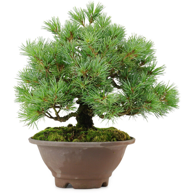 Pinus pentafila, 21,5 cm, ± 25 años de edad
