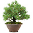 Pinus pentafila, 21,5 cm, ± 25 ans