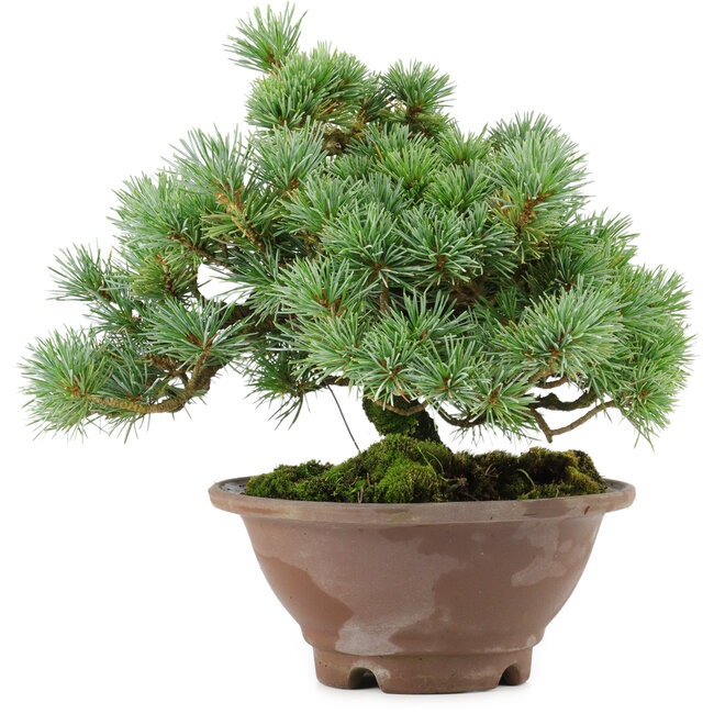 Pinus pentafila, 21,5 cm, ± 25 años de edad