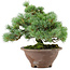 Pinus pentafila, 21,5 cm, ± 25 ans