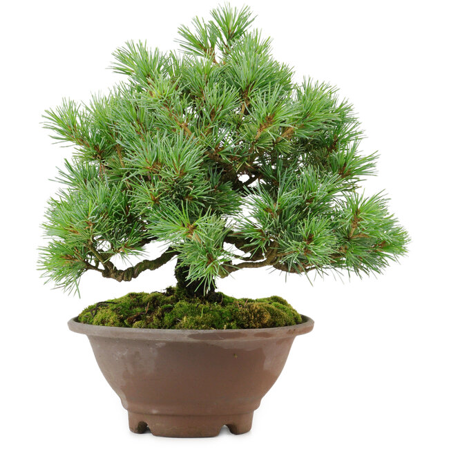 Pinus pentafila, 21,5 cm, ± 25 Jahre alt