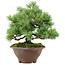 Pinus pentafila, 21,5 cm, ± 25 Jahre alt