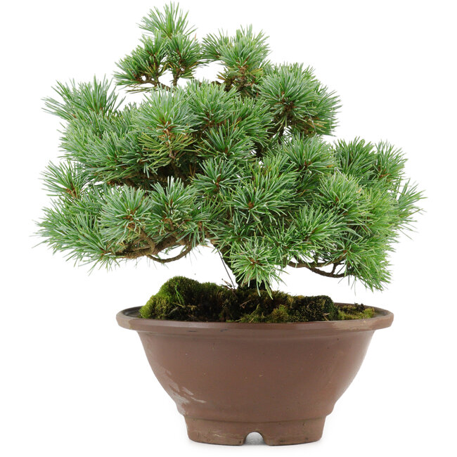 Pinus pentafila, 21,5 cm, ± 25 años de edad