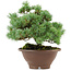 Pinus pentafila, 21,5 cm, ± 25 ans