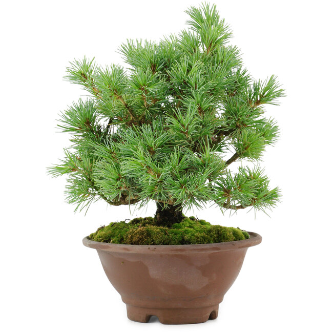 Pinus pentafila, 21,5 cm, ± 25 años de edad