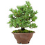 Pinus pentafila, 21,5 cm, ± 25 años de edad