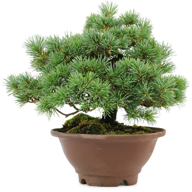 Pinus pentafila, 21,5 cm, ± 25 anni
