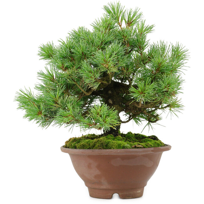 Pinus pentafila, 21,5 cm, ± 25 ans