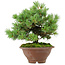 Pinus pentafila, 21,5 cm, ± 25 ans