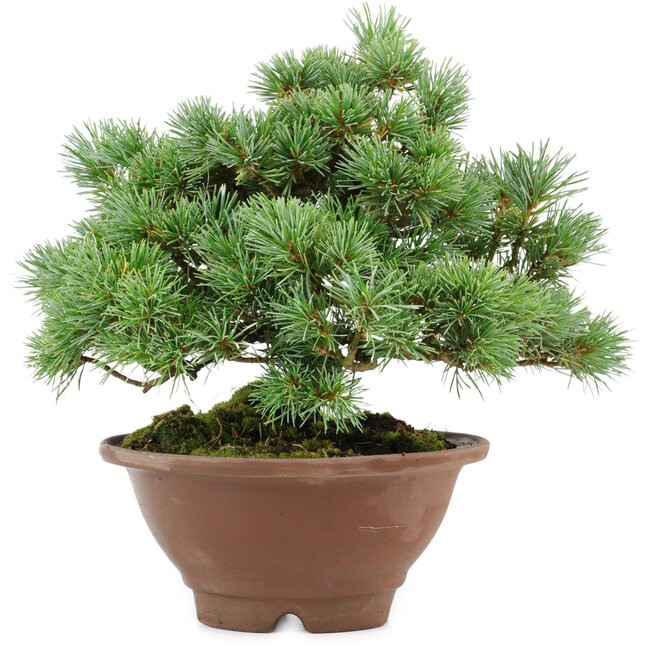 Pinus pentafila, 21,5 cm, ± 25 years old