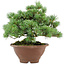 Pinus pentafila, 21,5 cm, ± 25 Jahre alt