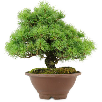 Pinus pentafila, 21,5 cm, ± 25 años de edad