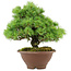 Pinus pentafila, 21,5 cm, ± 25 years old