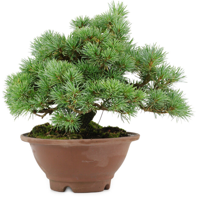 Pinus pentafila, 21,5 cm, ± 25 anni