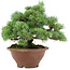 Pinus pentafila, 21,5 cm, ± 25 anni