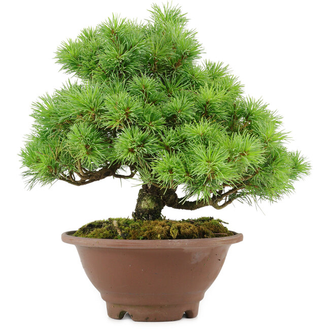 Pinus pentafila, 21,5 cm, ± 25 anni
