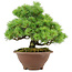 Pinus pentafila, 21,5 cm, ± 25 years old