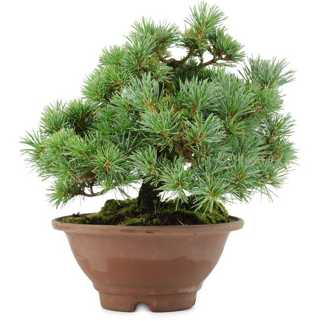 Pinus pentafila, 21,5 cm, ± 25 anni