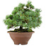Pinus pentafila, 21,5 cm, ± 25 jaar oud