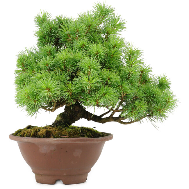 Pinus pentafila, 21,5 cm, ± 25 anni