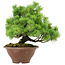 Pinus pentafila, 21,5 cm, ± 25 ans