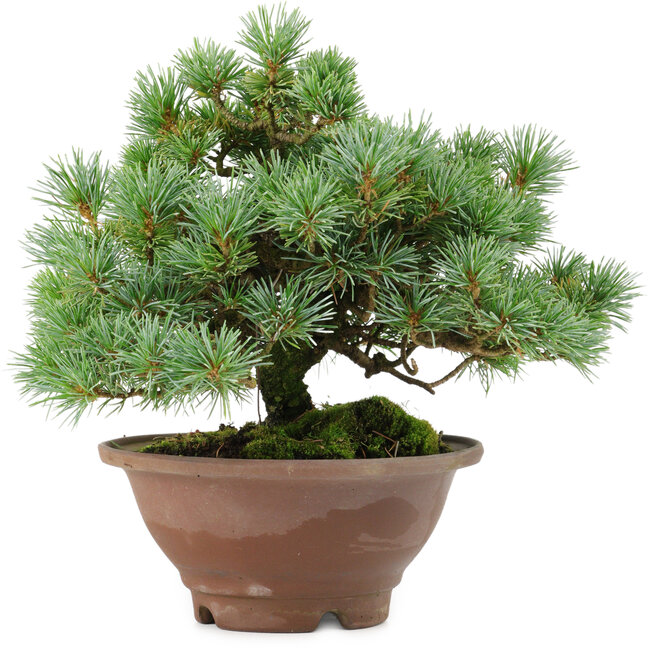 Pinus pentafila, 21,5 cm, ± 25 years old