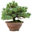 Pinus pentafila, 21,5 cm, ± 25 años de edad