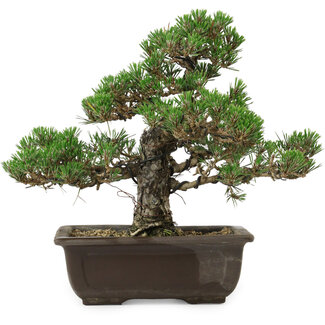 Pinus thunbergii Kotobuki, 27 cm, ± 35 años