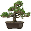 Pinus thunbergii Kotobuki, 27 cm, ± 35 anni, con nebari di 4,5 cm