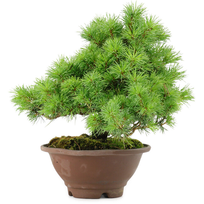 Pinus pentafila, 21,5 cm, ± 25 anni
